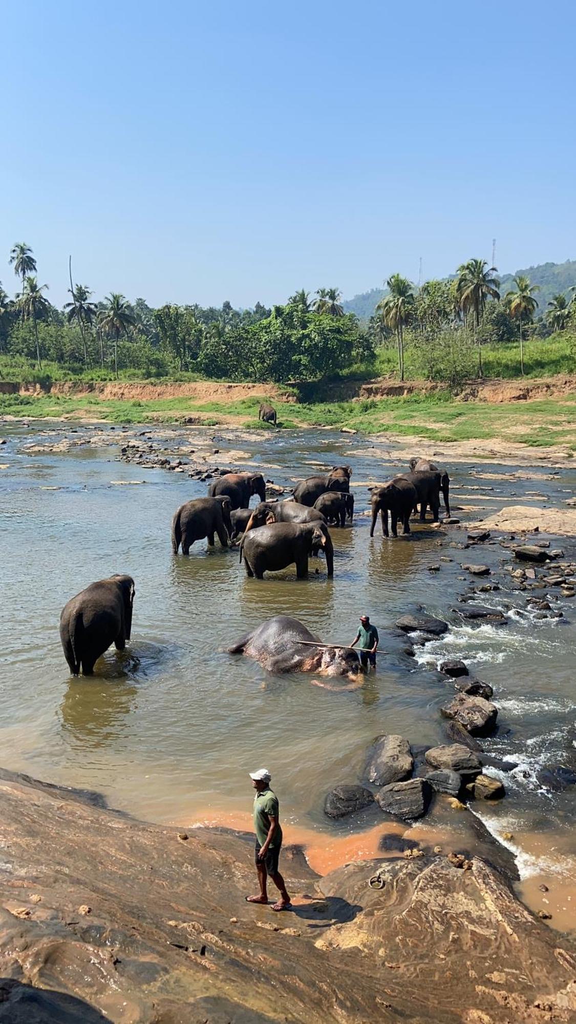 Elepath Lodge- Pinnawala Pinnawala  Esterno foto